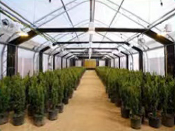 PC Sheet Greenhouse