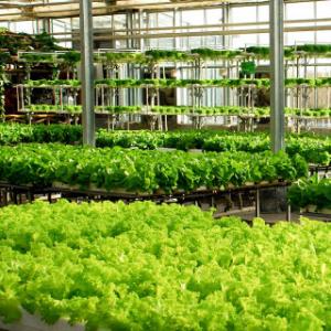Different Types of Commercial Greenhouses Different Types of Commercial Greenhouses