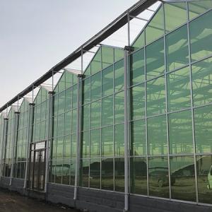 Growing Tomatoes in a Tomato Greenhouse