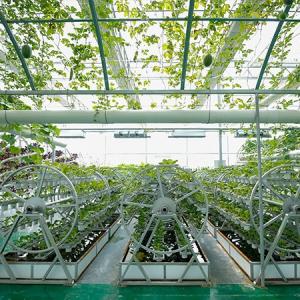 The Advantages of Using Hydroponics in Container Greenhouse Vegetable Gardens The Advantages of Using Hydroponics in Container Greenhouse Vegetable Gardens