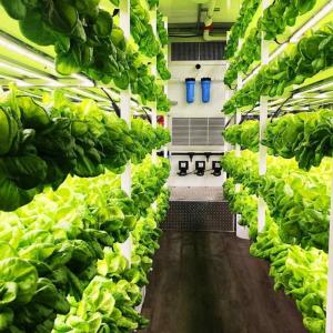 Growing Vegetables in a Hydroponic Container in China Growing Vegetables in a Hydroponic Container in China