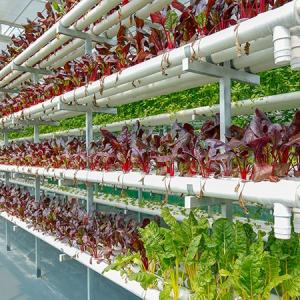 Hydroponic Fodder Farm in China Hydroponic Fodder Farm in China