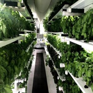 Hydroponic Farm in Shipping Containers Hydroponic Farm in Shipping Containers