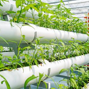 Economic Benefits of Hydroponic Systems in the Middle East Economic Benefits of Hydroponic Systems in the Middle East