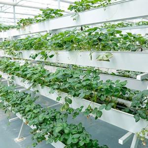 Commercial Greenhouse Farming Water Management in Middle East Commercial Greenhouse Farming Water Management in Middle East