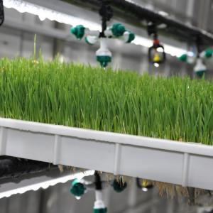 Hydroponic Fodder Container Farms: Revolutionizing Livestock Feed Production in the United Arab Emirates Hydroponic Fodder Container Farms: Revolutionizing Livestock Feed Production in the United Arab Emirates
