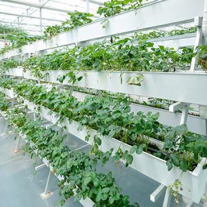 Government Support for Vertical Hydroponic Farming in the USA