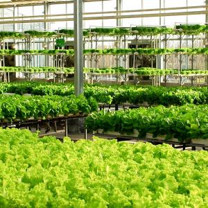 Technological Advancements in Chinese Polycarbonate Greenhouse Production Technological Advancements in Chinese Polycarbonate Greenhouse Production
