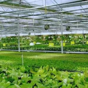 How to Choose Soilless Cultivation? Guide to Application Scenarios and Operational Features of Substrate, Hydroponics & Vertical Cultivation How to Choose Soilless Cultivation? Guide to Application Scenarios and Operational Features of Substrate, Hydroponics & Vertical Cultivation