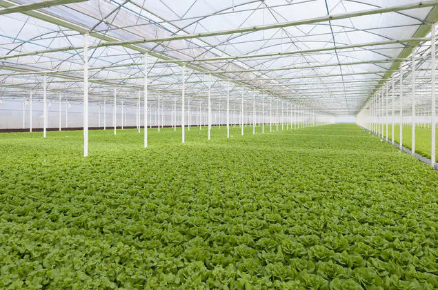 The Ecological Greenhouses Construction In Shandong Has Brought A New Green Vitality To Modern Agriculture.