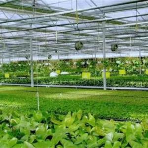 Standard for Slope Ratio of Multi-Span Greenhouse