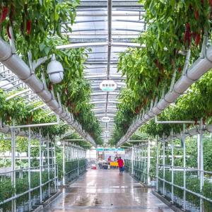 Uses and Common Configurations of Intelligent Greenhouses