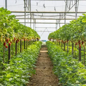 Turkey's Greenhouse Sector Flourishes, Boosting Agricultural Output and Exports