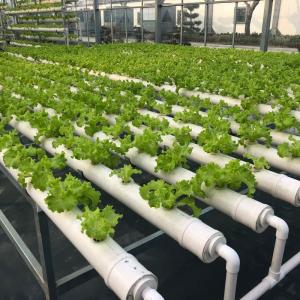 Precision Nutrition Regulation in Vegetable Seedling Production: Cultivate Strong Seedlings for High Yield
