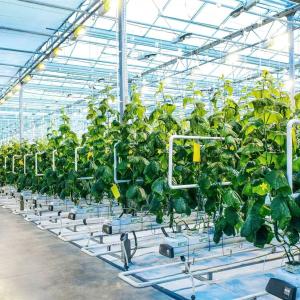 6 Benefits of Vine Training for Greenhouse Fruits and Vegetables – A Must-Read for Growers