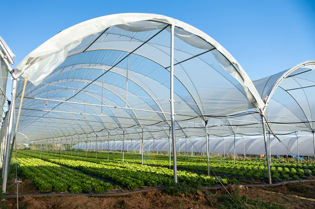 Agriculture Metal Frame Greenhouse