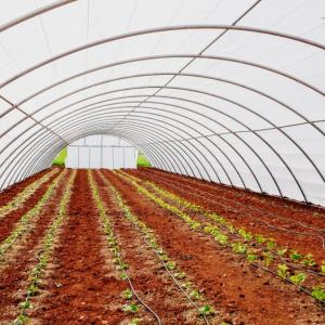 PE Multi-Span Greenhouse for vegetable