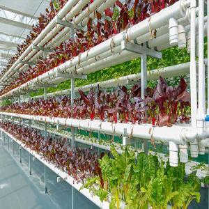 Hydroponic Growing Systems glass Greenhouse from China Factory