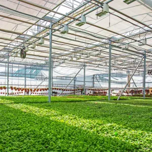 Custom Venlo Flower Greenhouse 
