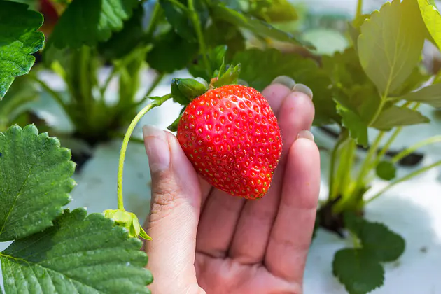 Strawberry greenhouses in Canada