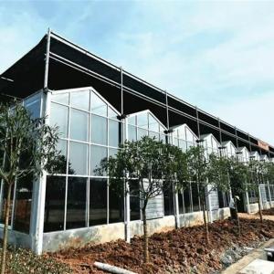 Venlo-Style Sunpanel Greenhouse